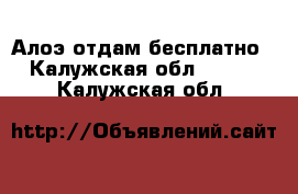 Алоэ отдам бесплатно  - Калужская обл.  »    . Калужская обл.